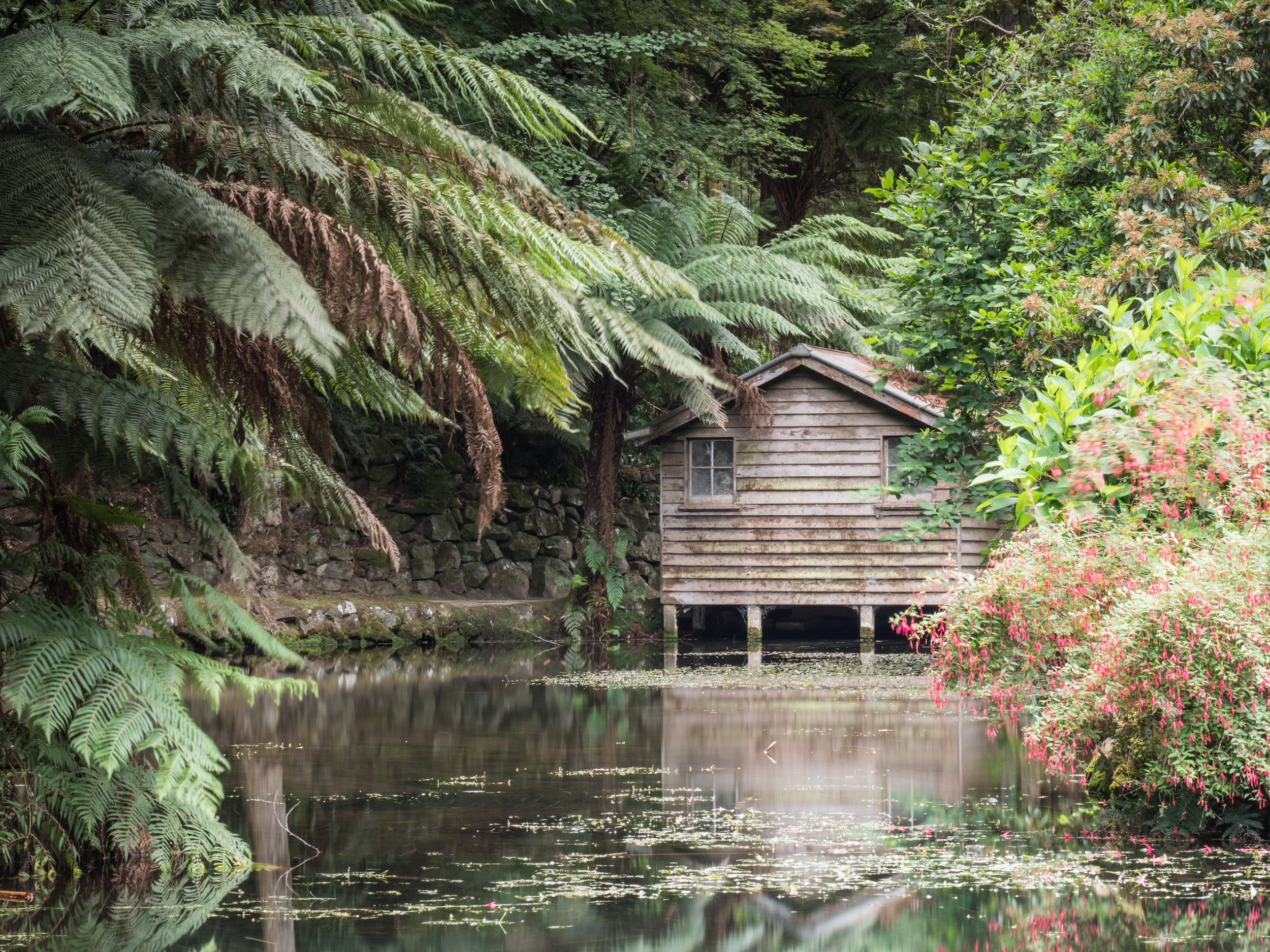 An old wooden boathouse beside a still pond surrounded by lush green trees and plants, with some pink flowers on a bush to the right.