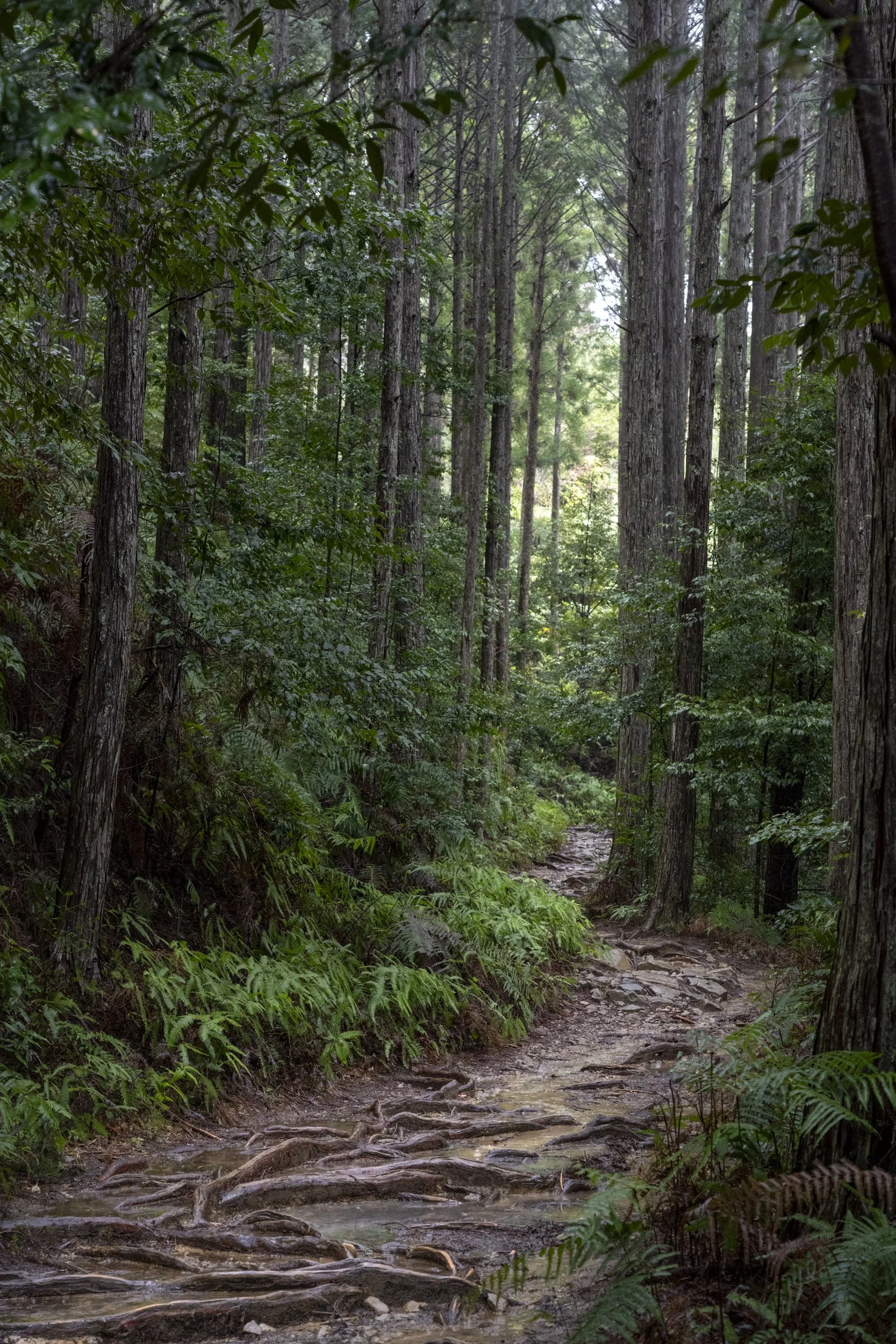 Kumano Kodo Kawayu to Yuminone-DSC04805.jpg
