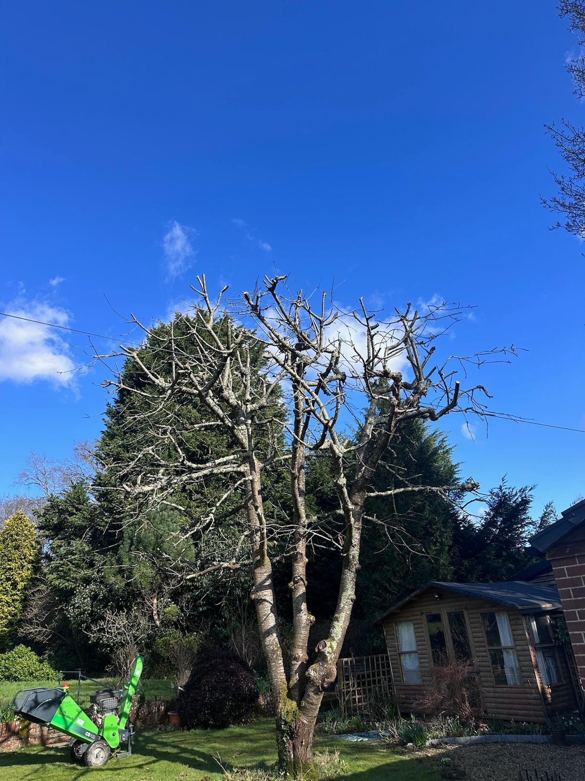 A leafless tree in a backyard with a blue sky, neighboring trees, a small shed, and a green gardening machine on the grass.