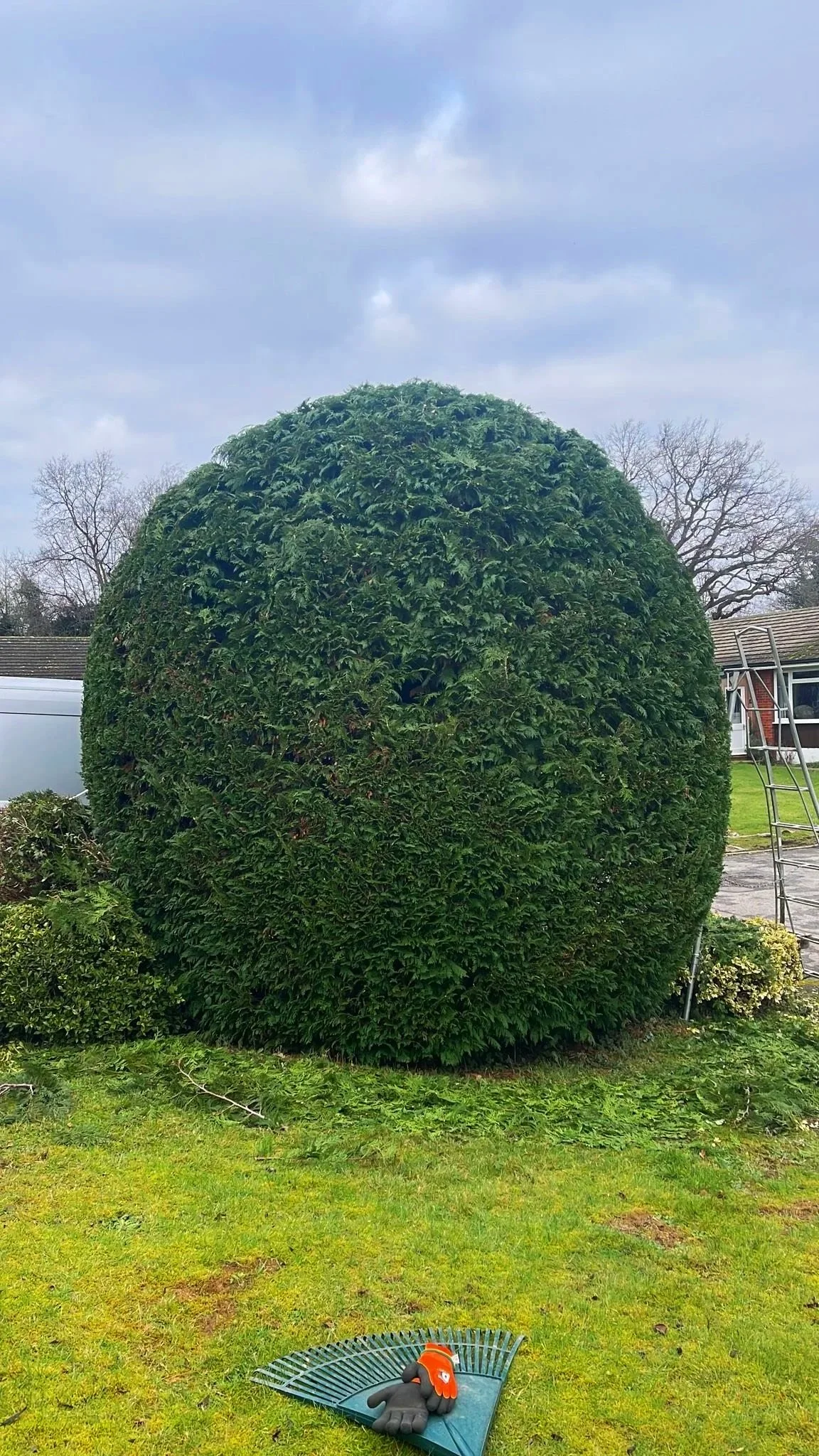 A large, rounded, well-trimmed green shrub in a backyard, with a ladder to the right and gardening tools on the grass in the foreground.