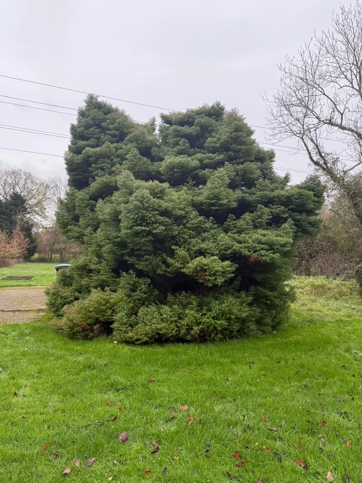 A large, lush evergreen tree stands on a grassy area under a cloudy sky, with some bare trees nearby and power lines overhead.