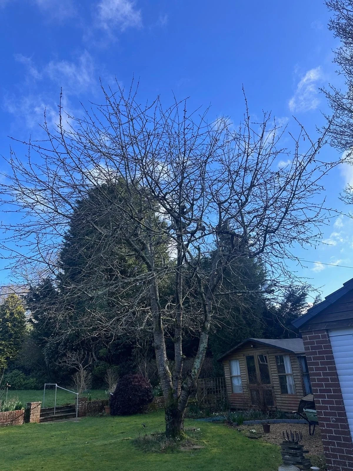 A leafless tree in a garden with a house and shed, under a blue sky with some scattered clouds.