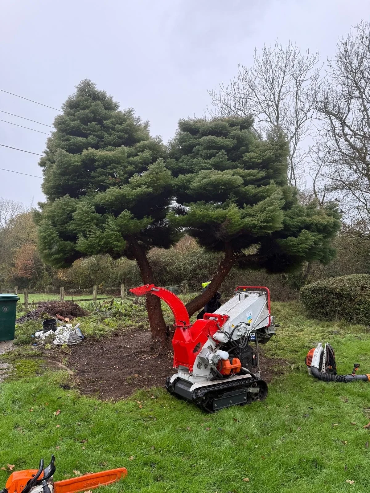 A tracked wood chipper machine processing tree branches near a large, pruned evergreen tree in a grassy yard.
