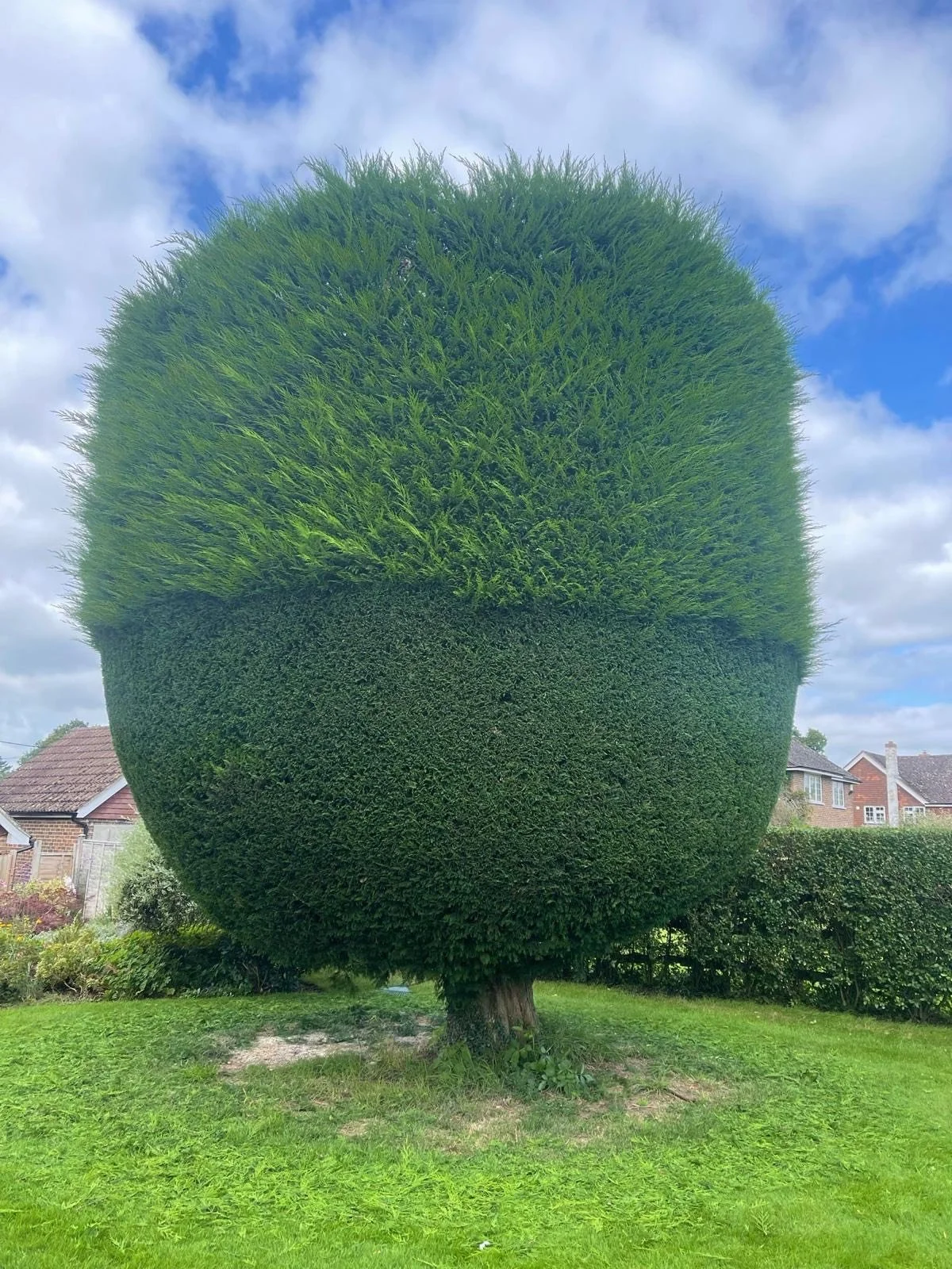 A large, uniquely shaped tree with a rounded, top-heavy canopy and a narrower base, situated on a grassy lawn with houses and shrubs in the background under a partly cloudy blue sky.