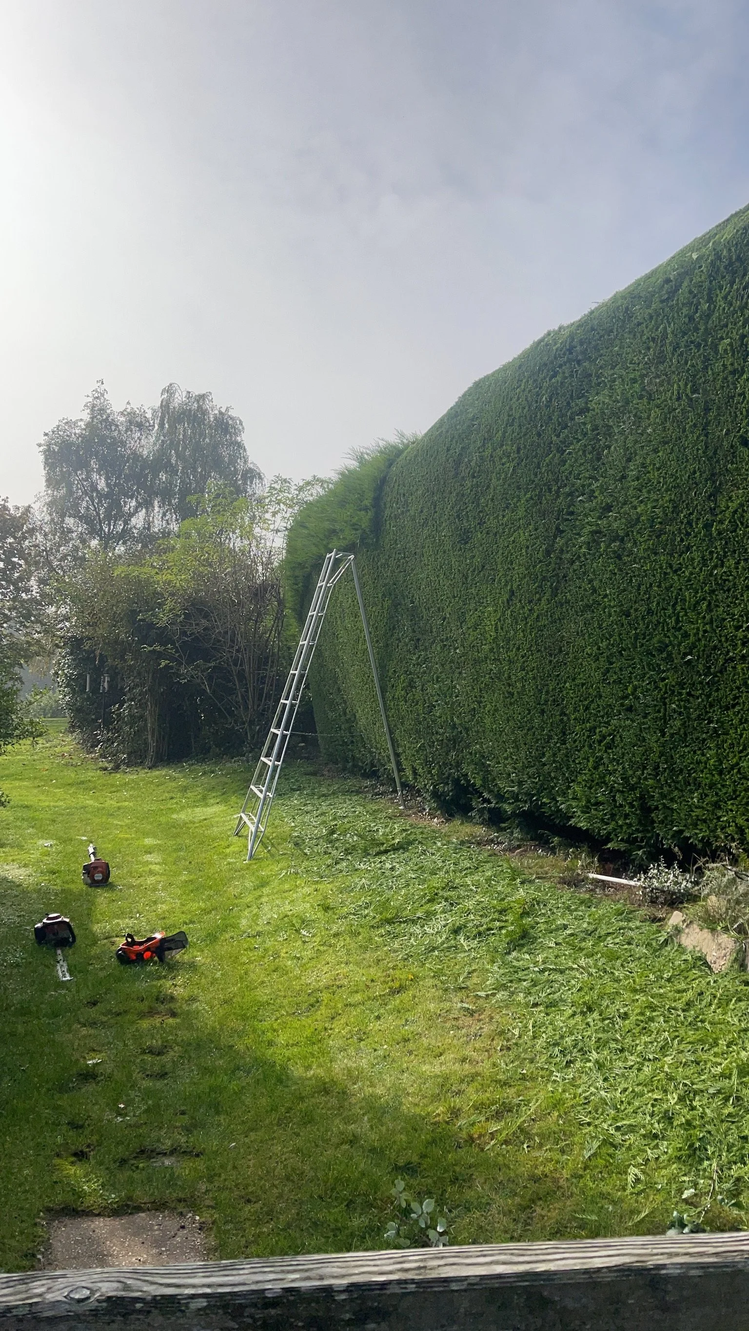 A backyard with a large, well-manicured hedge, a ladder leaning against it, and gardening tools on the grass.