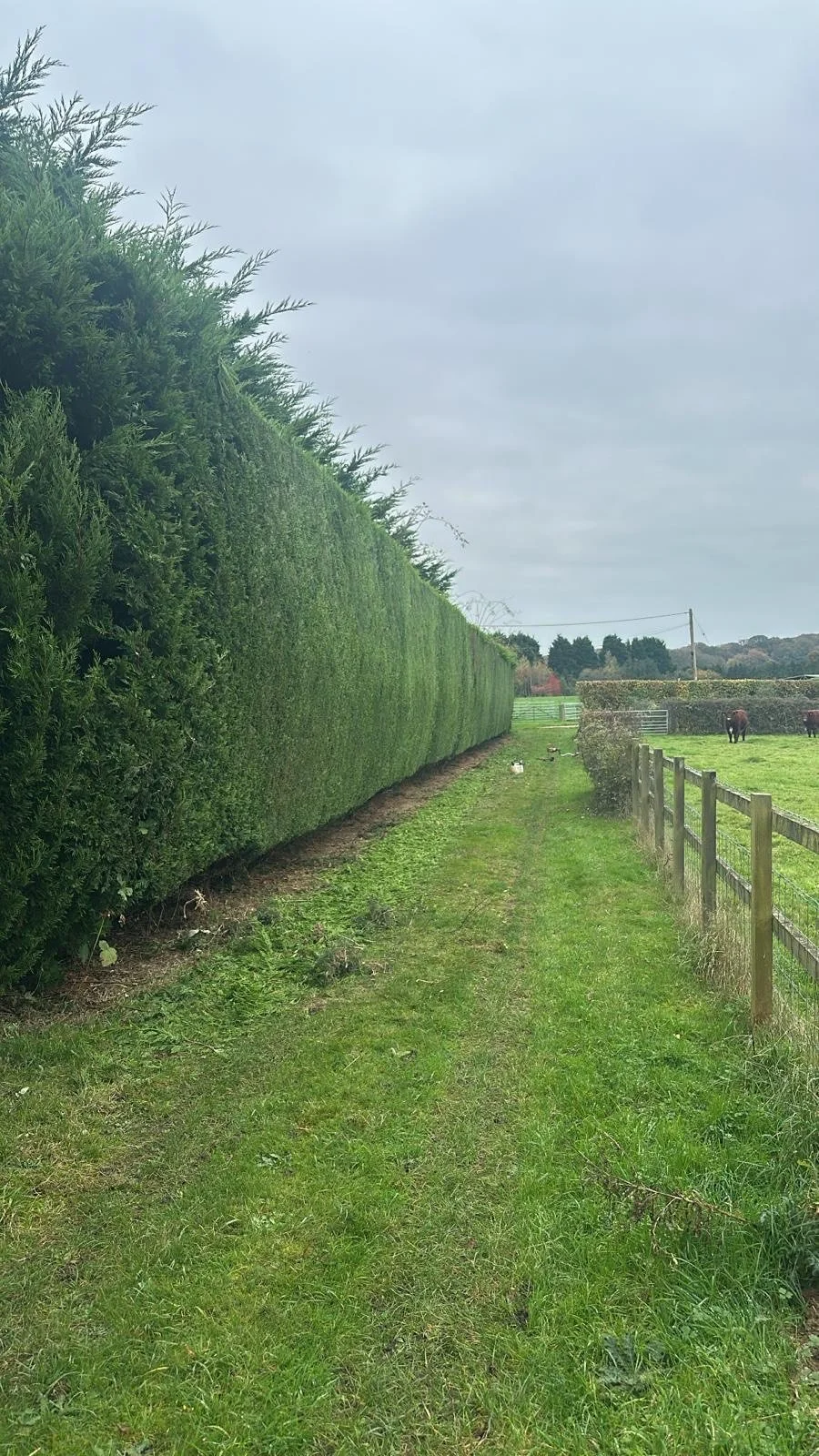 A long, manicured hedge on the left and a wooden fence on the right, dividing a grassy field with horses in the distance. Overcast sky.