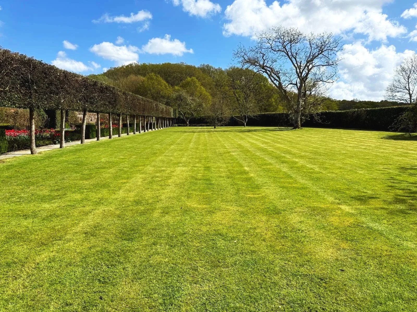 A large, open grassy park with a neatly mowed lawn, lined with a row of trees with trimmed hedges on the left and several leafless trees on the right, under a bright blue sky with scattered white clouds.