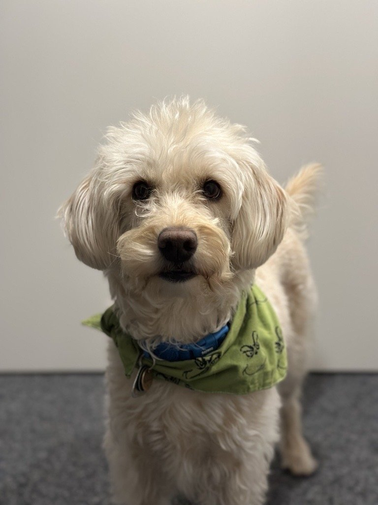 Ein kleiner, hellcremefarbener Hund mit lockigem Fell trägt ein grünes Halstuch mit schwarzen Mustern.