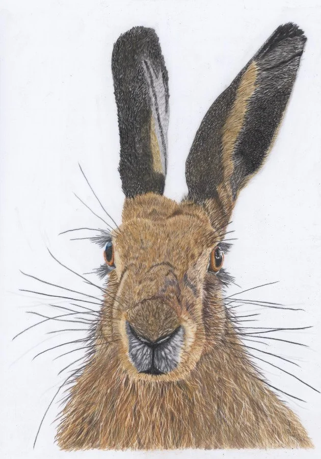 Hare-Coloured-Pencil-Drawing.jpg