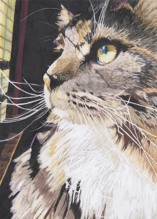 Cat in the Window