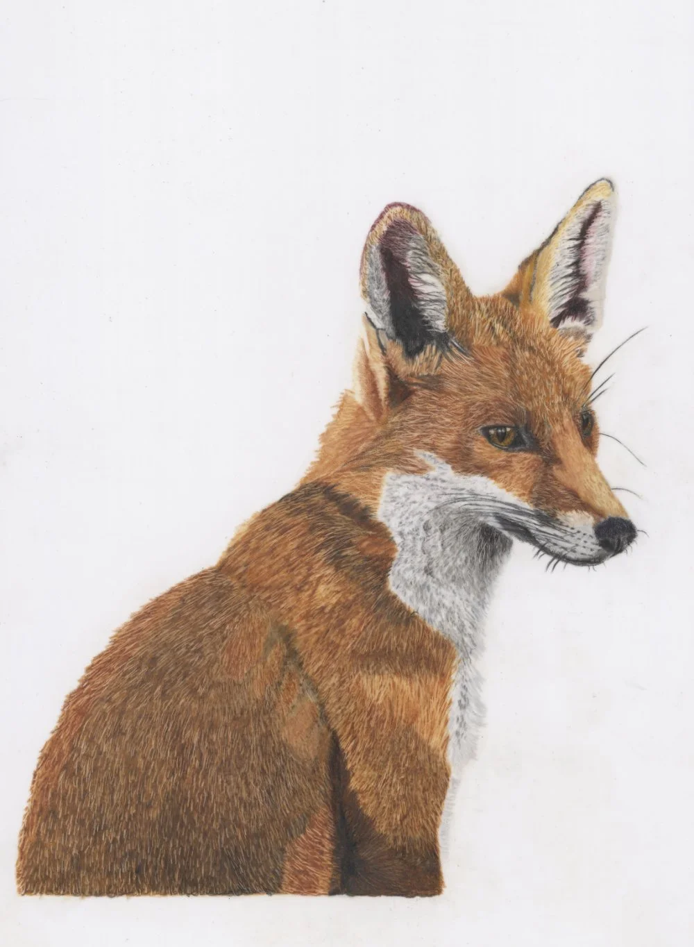 Fox-Coloured-Pencil-Drawing.jpg