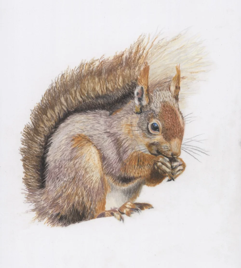 Red Squirrel