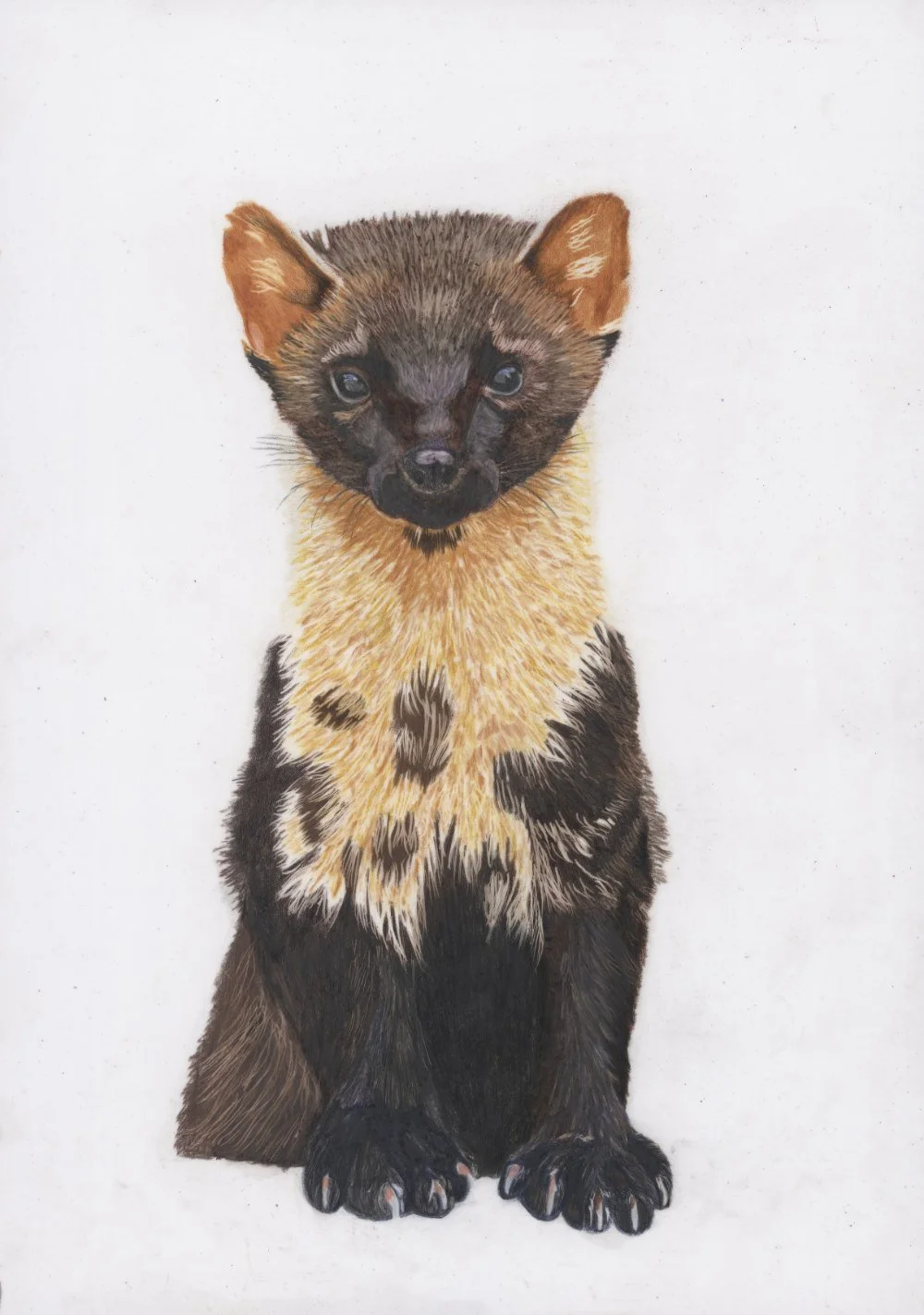 Pine-Marten-Drawing-Coloured-Pencils.jpg
