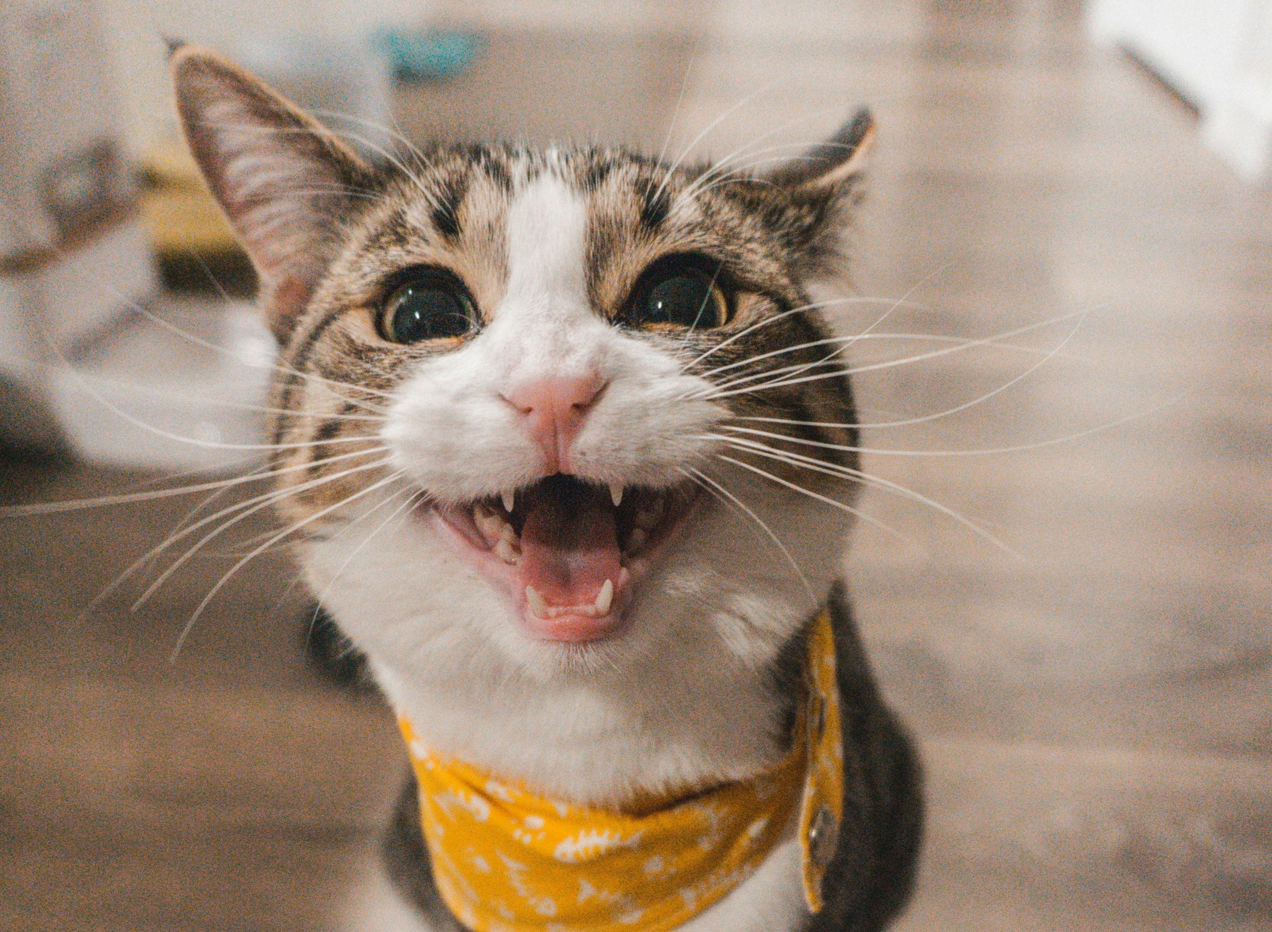 10 Things to know before getting a cat