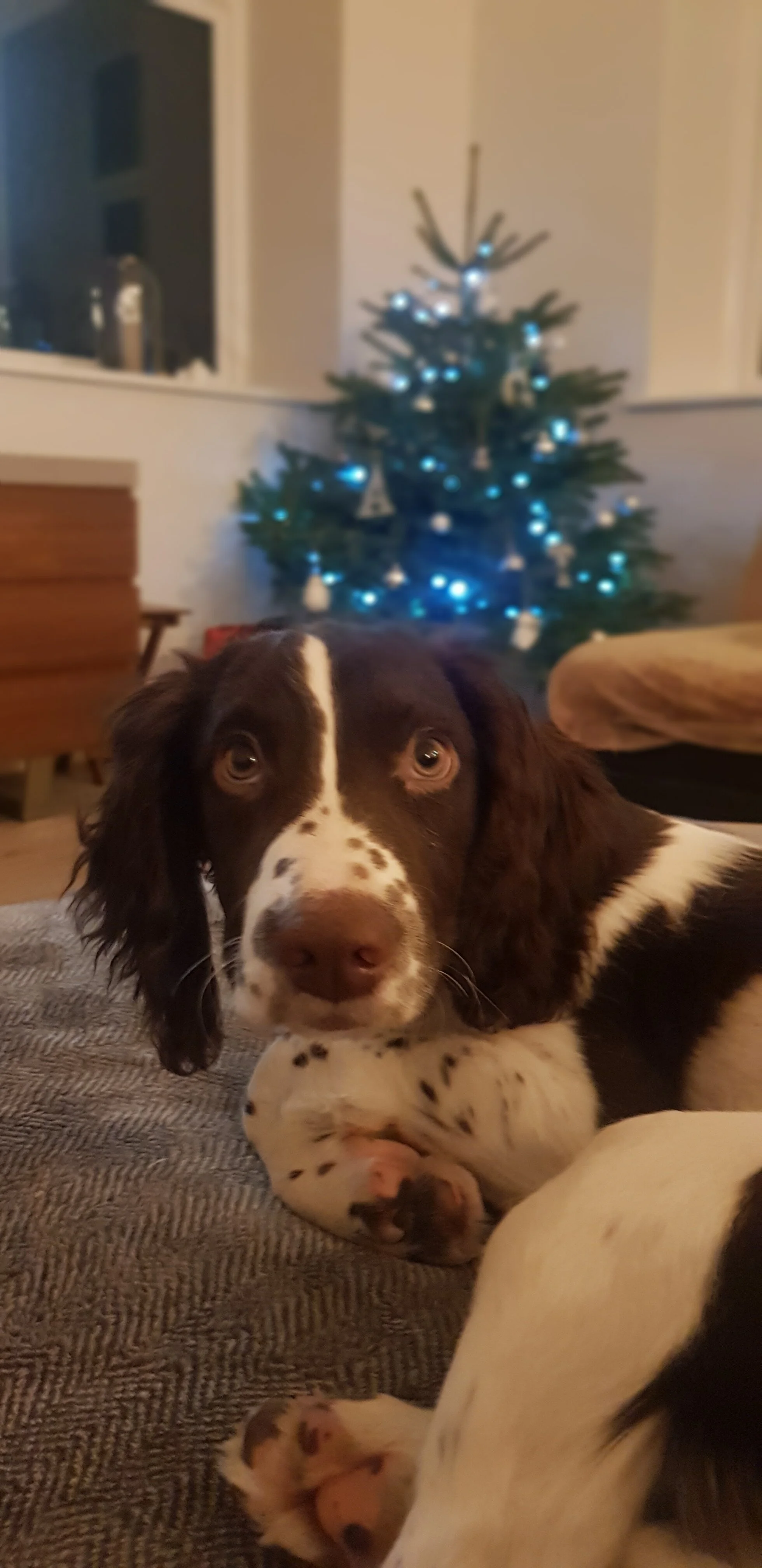 10 Things to know before you get a dog