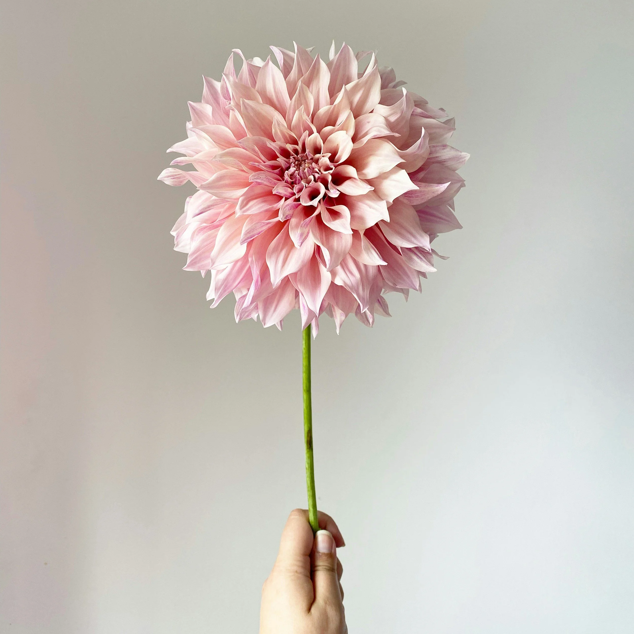 Nahaufnahme einer großen, rosa, detaillierten Dahlienblume, gehalten von einer Hand gegen einen neutralen Hintergrund.