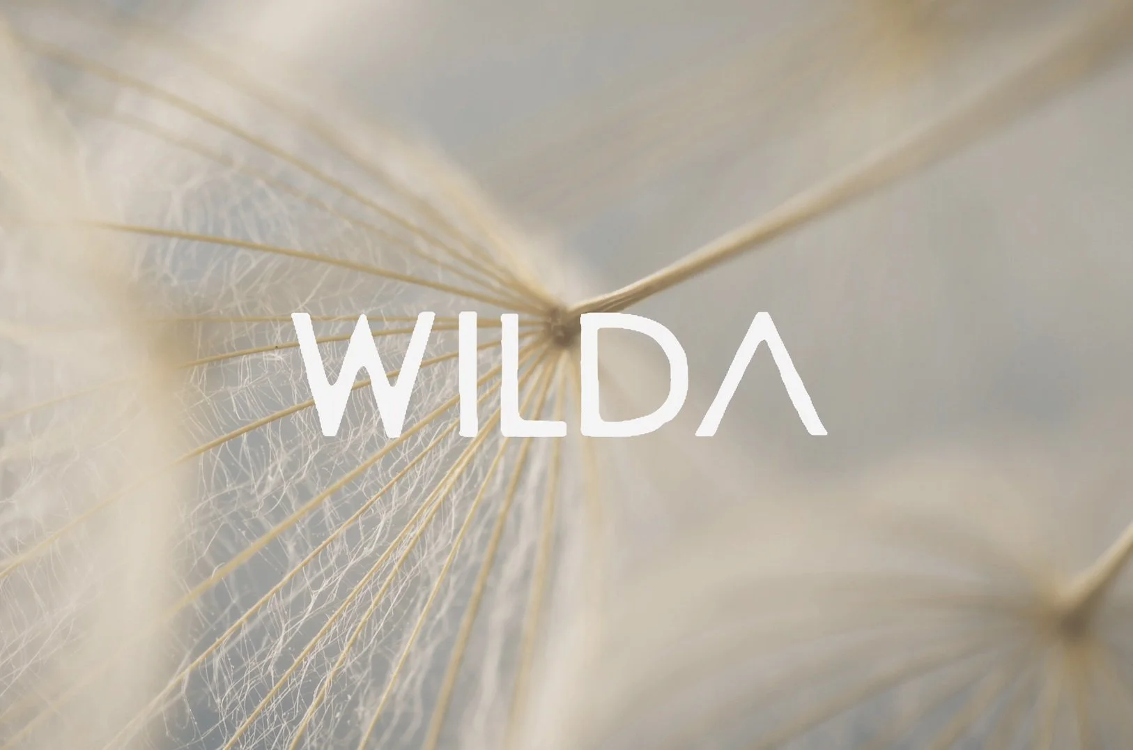 Close-up of delicate, cream-colored plant structure with thin, radiating lines and skeletal appearance, overlaid with the word "WILDA" in white uppercase letters.