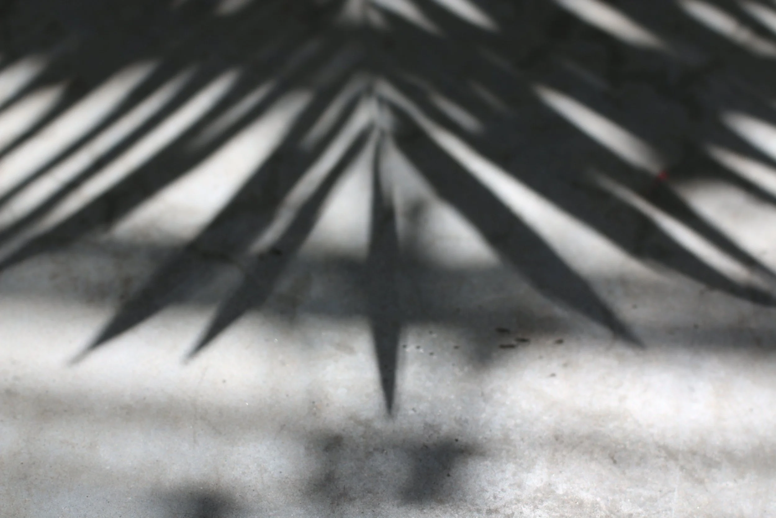 Ombre portée d'une feuille de palmier sur une surface de béton
