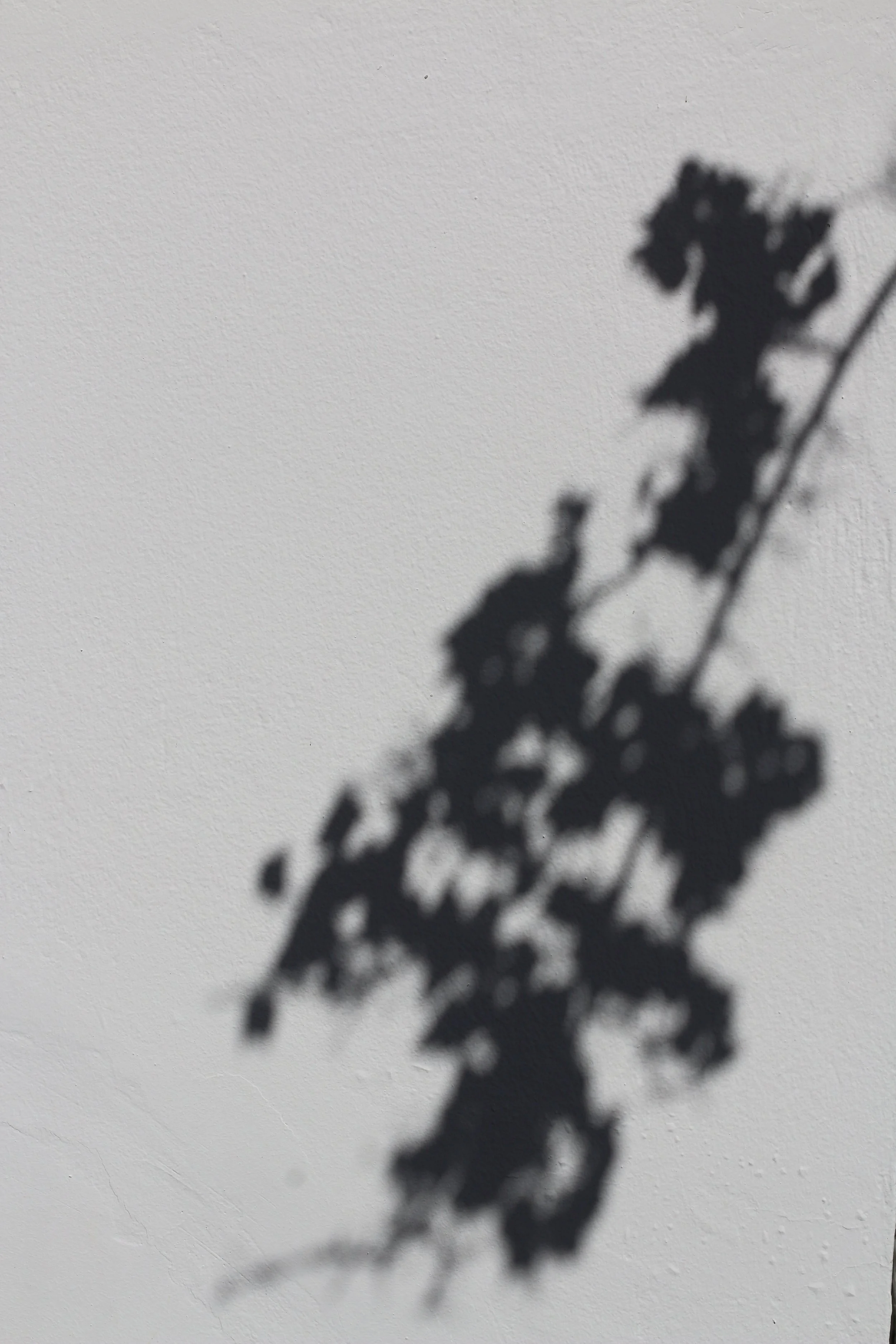 Ombre d'une branche avec des feuilles sur un mur blanc