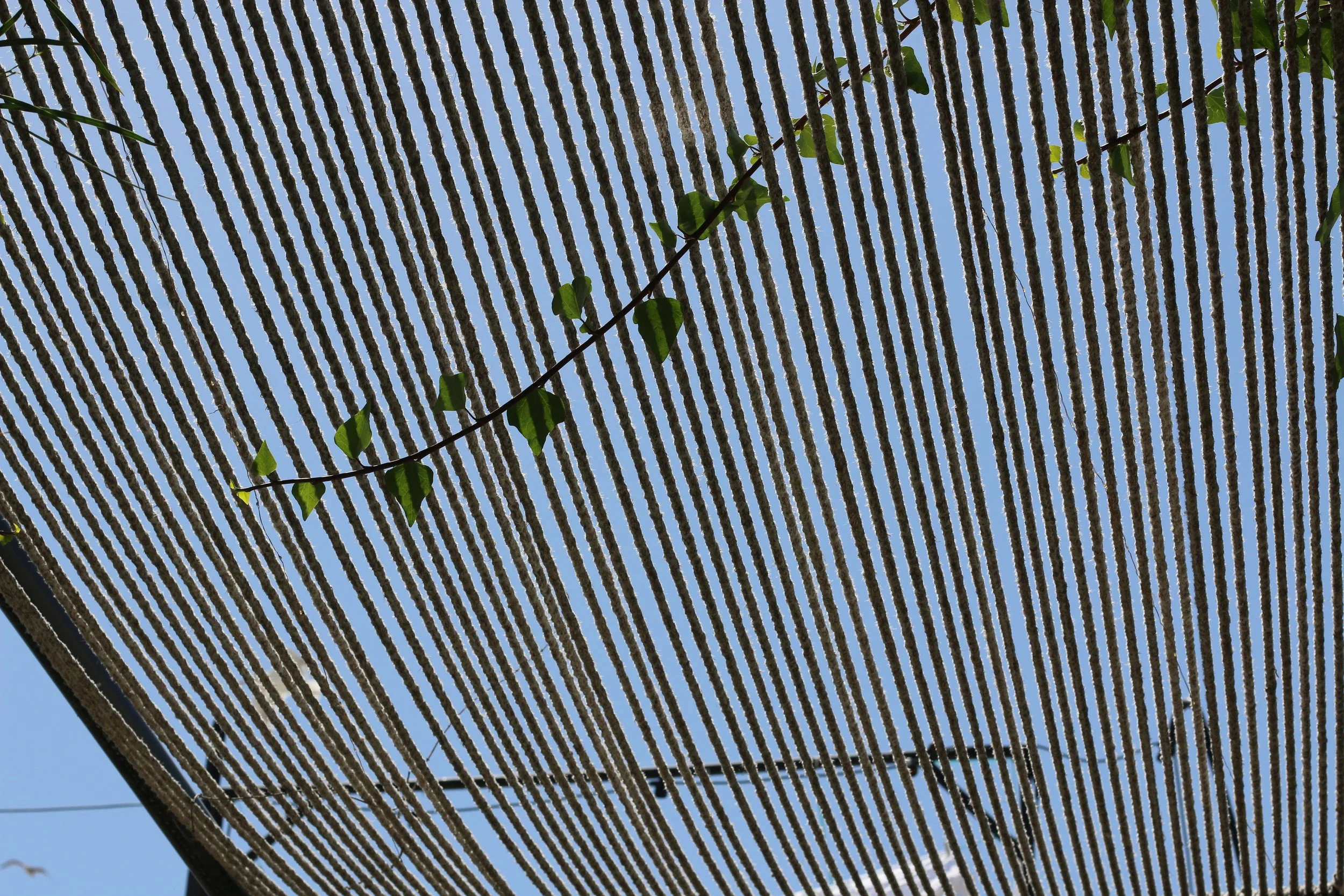 Véranda avec un toit en voute de plantes vertes sur un ciel bleu