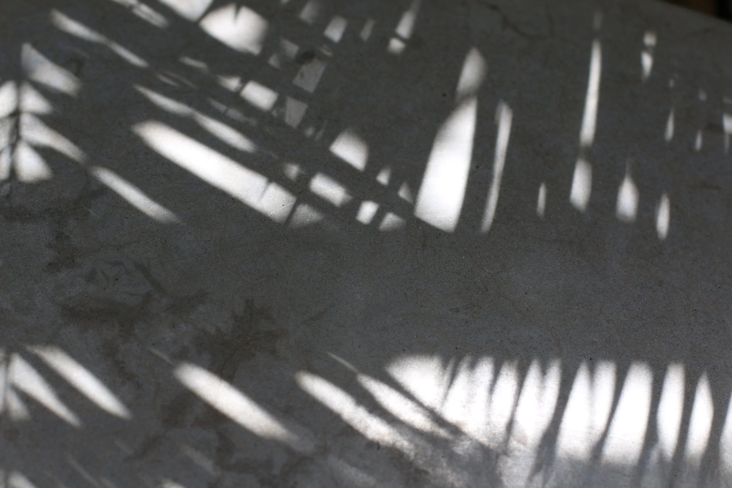 Ombres de branches sur un sol en béton