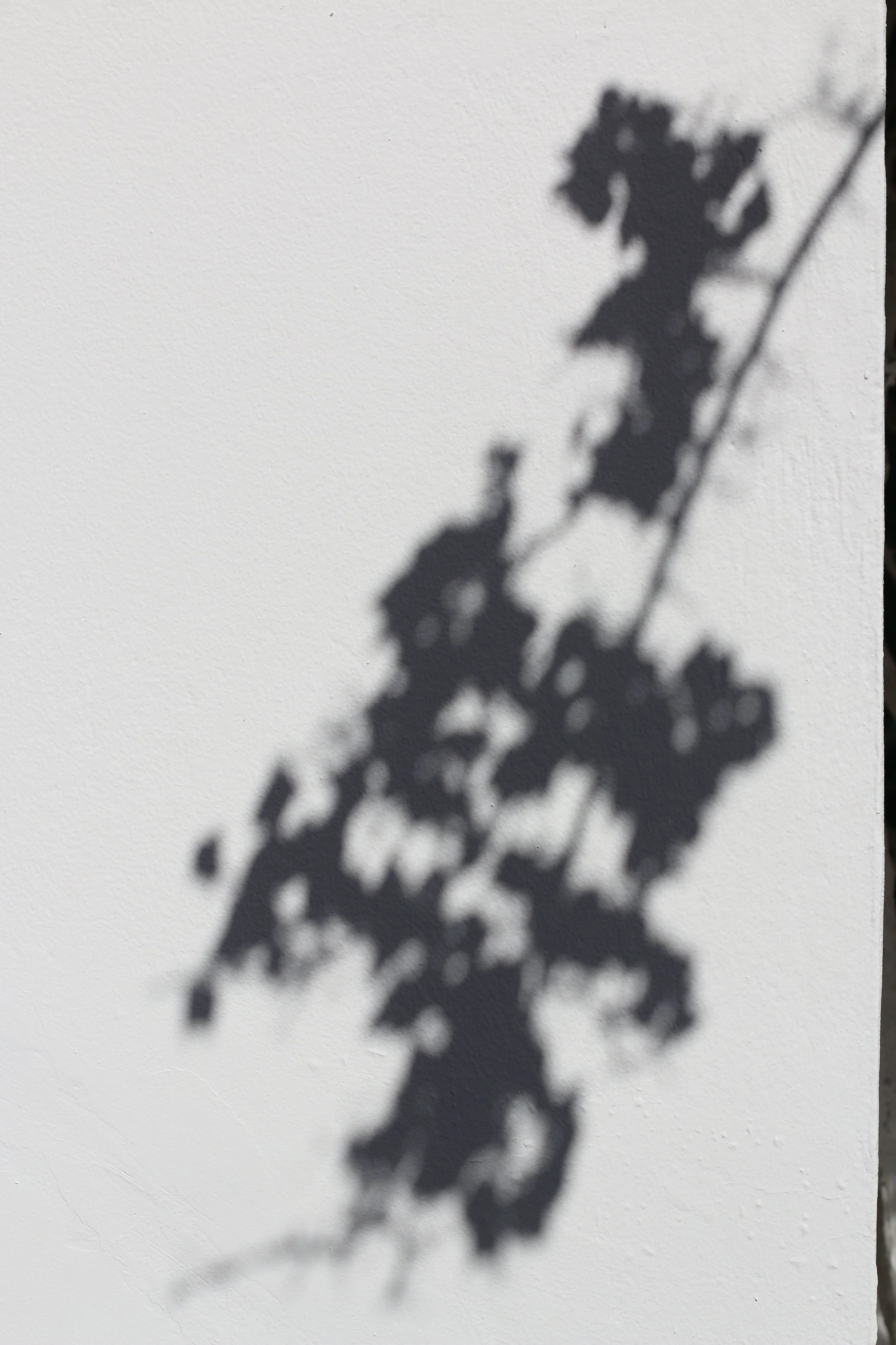 Ombre d'une branche avec des feuilles sur un mur blanc.