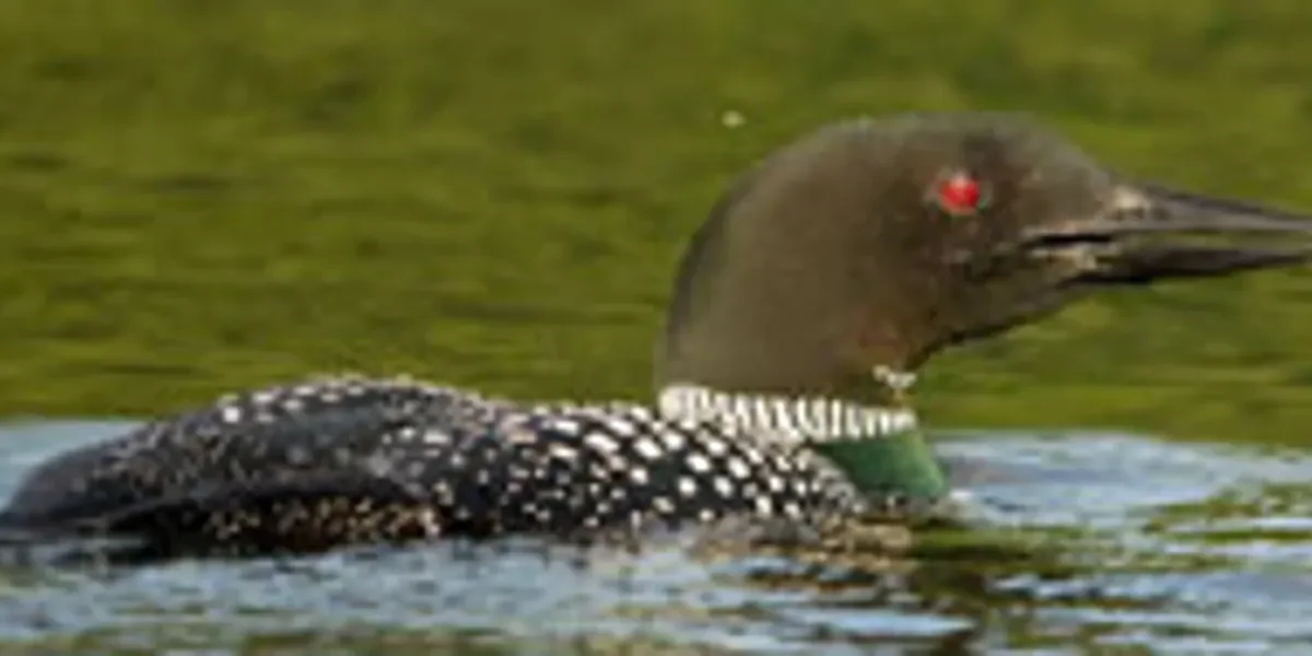 loon