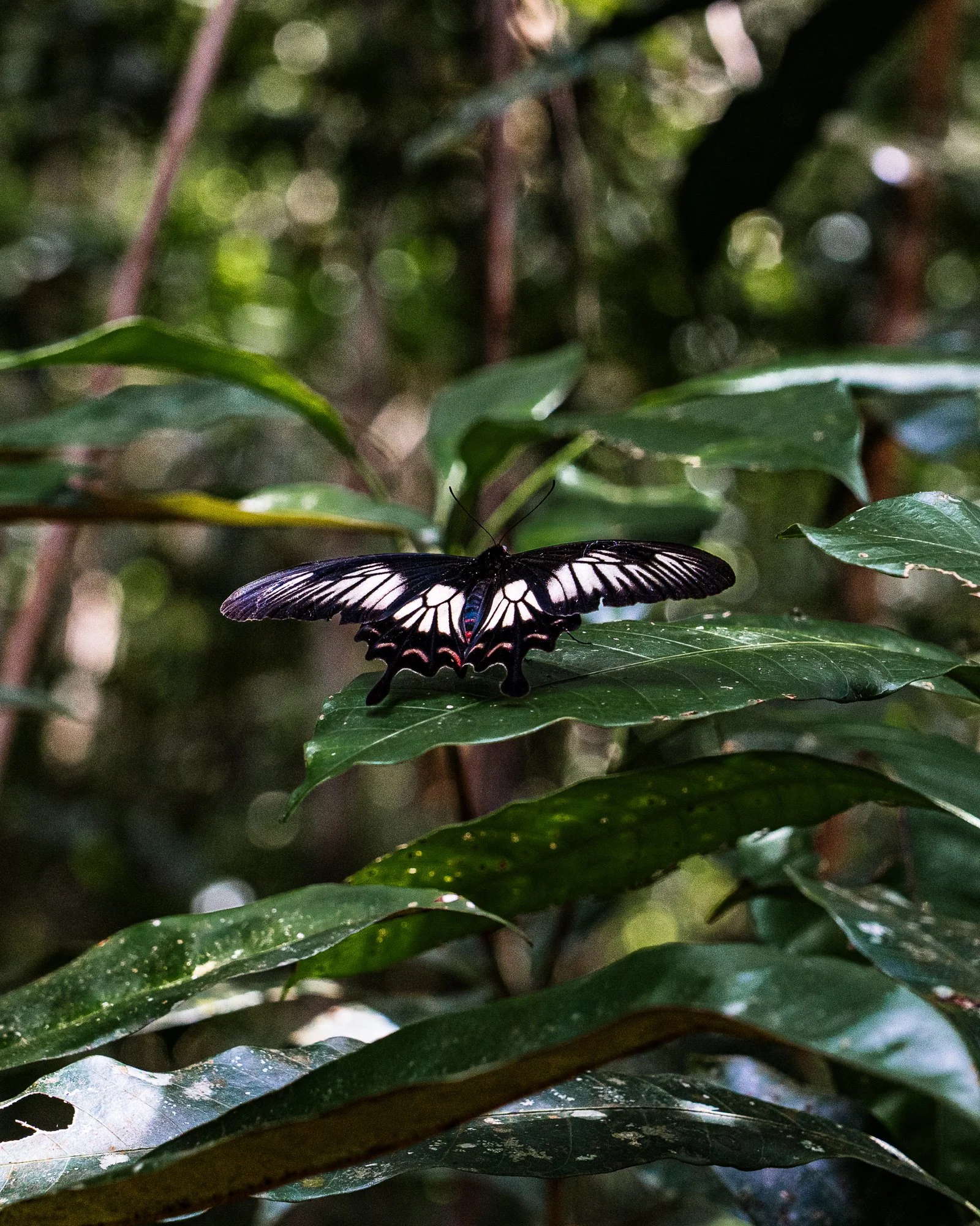 _DSC1565.jpg