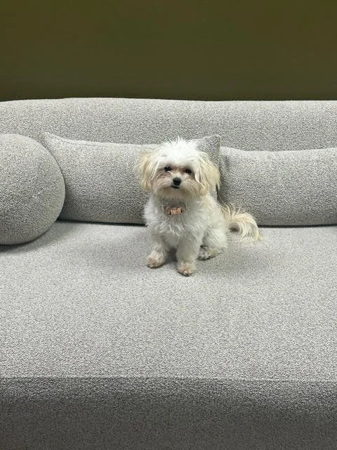 A small white dog with floppy ears sitting on a gray sofa in front of a plain wall.