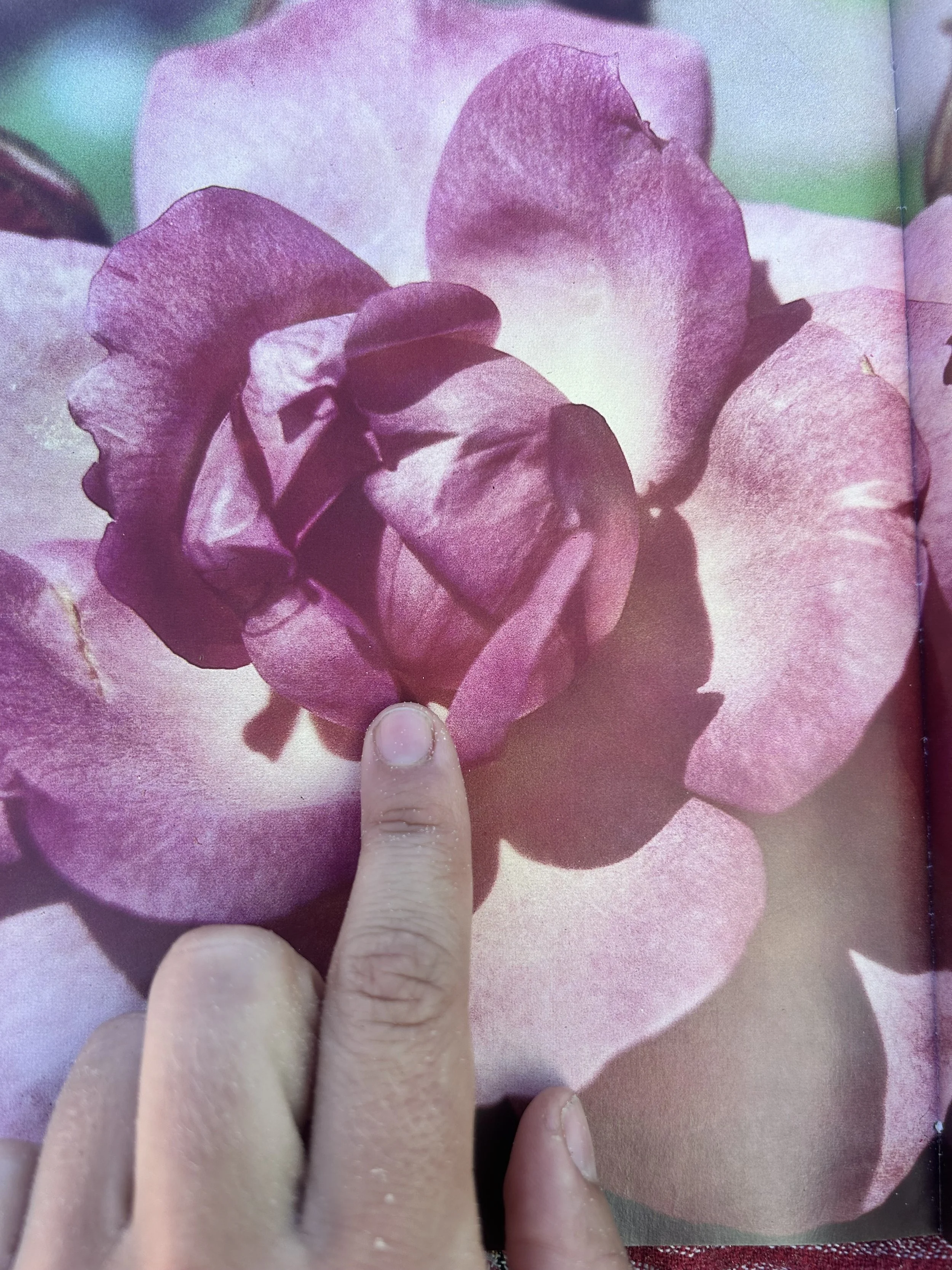 Rosa Voll aufgeblühte Rose Berührung mit Zeigefinger der Blätter