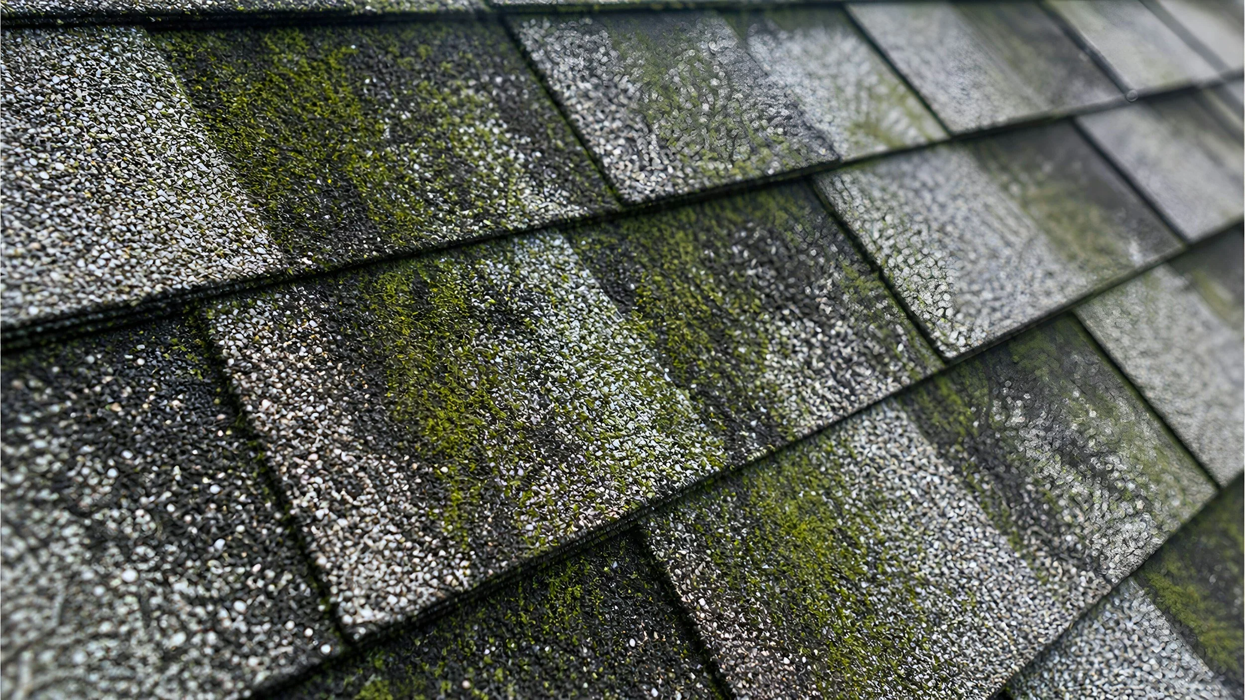 Close-up of asphalt roof shingles with green moss and algae growth.
