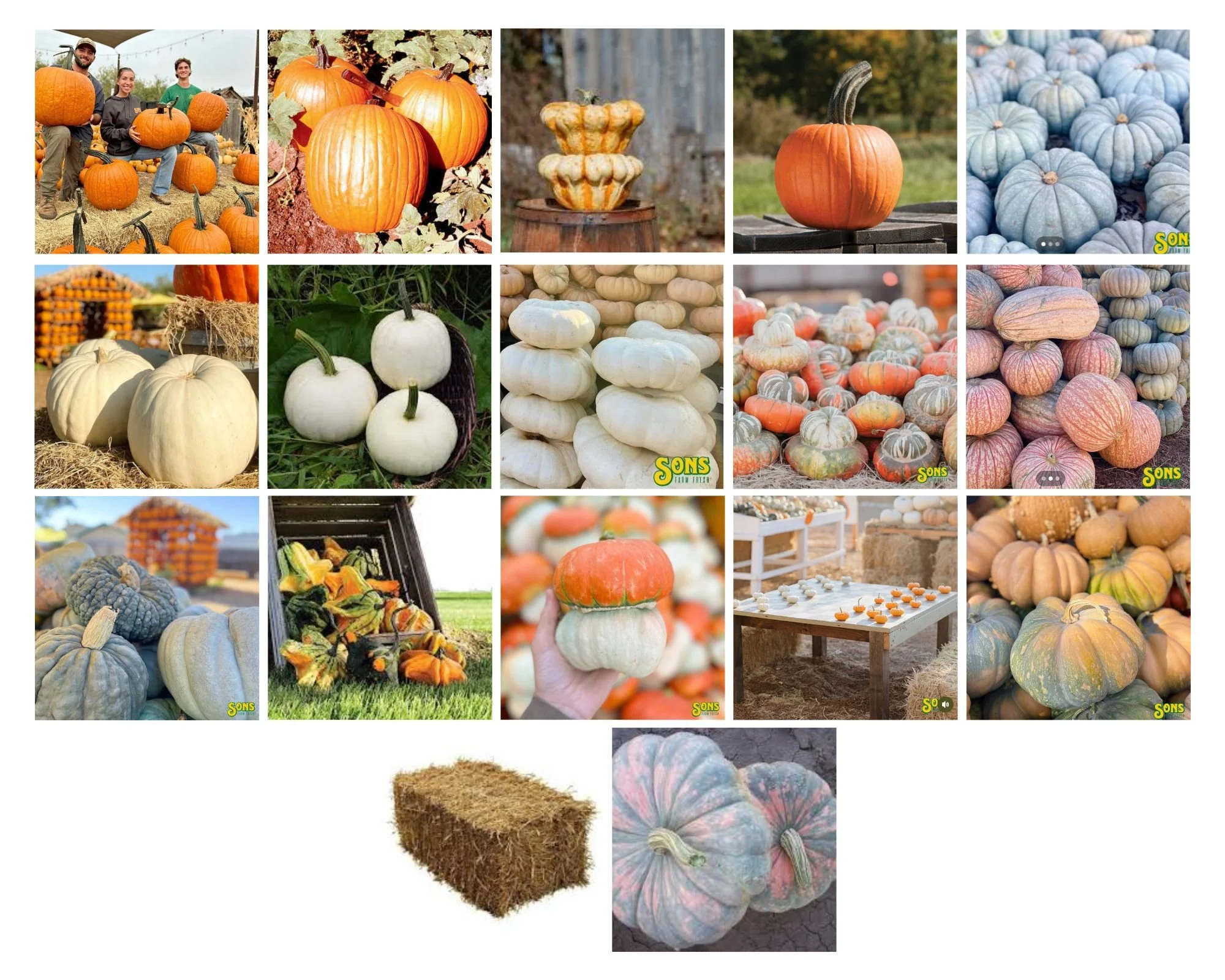 Pumpkins (2).jpg