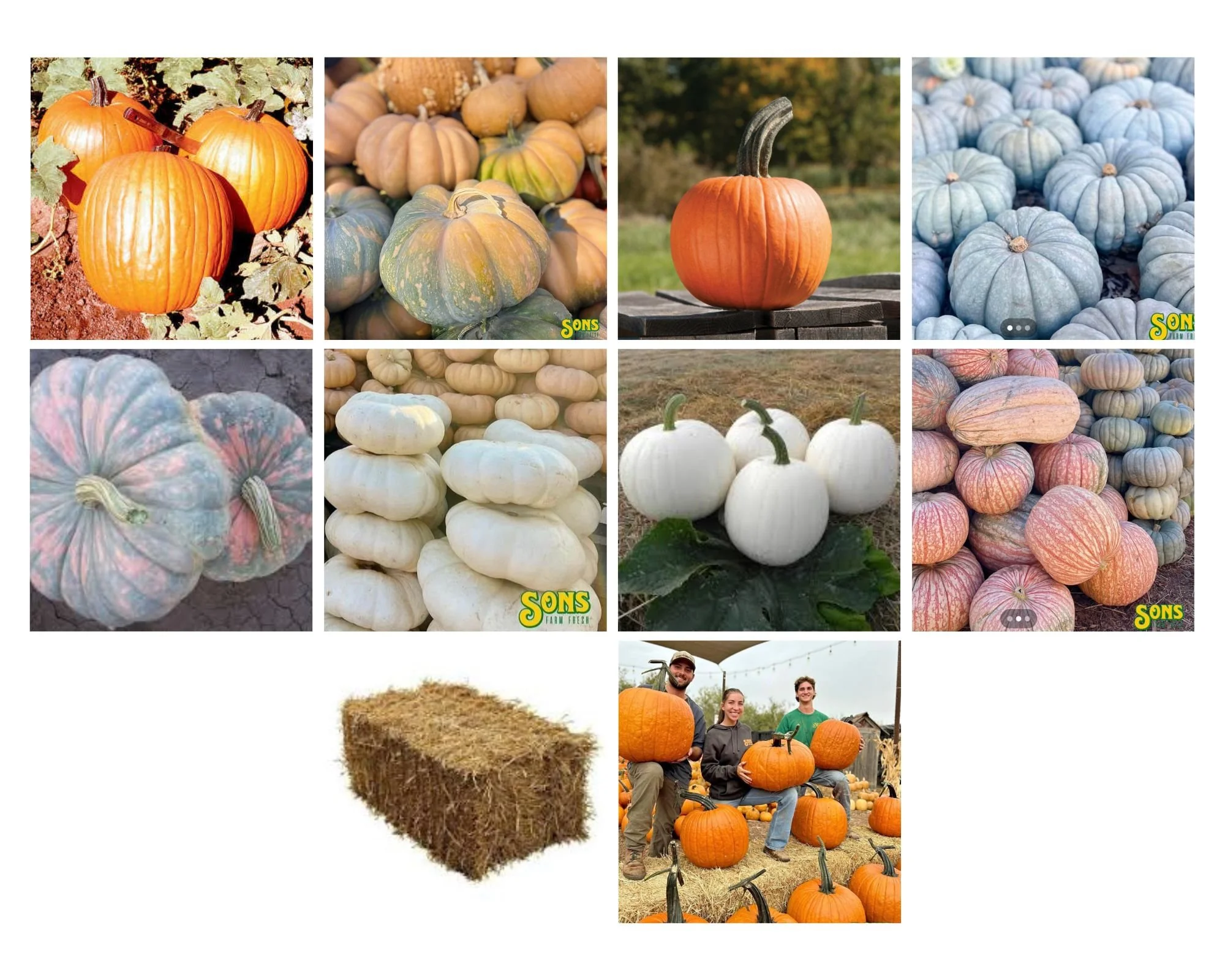 Pumpkins (4).jpg