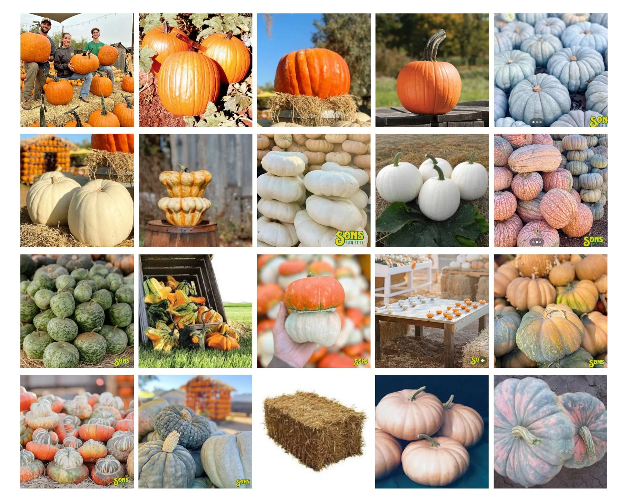 Pumpkins.jpg