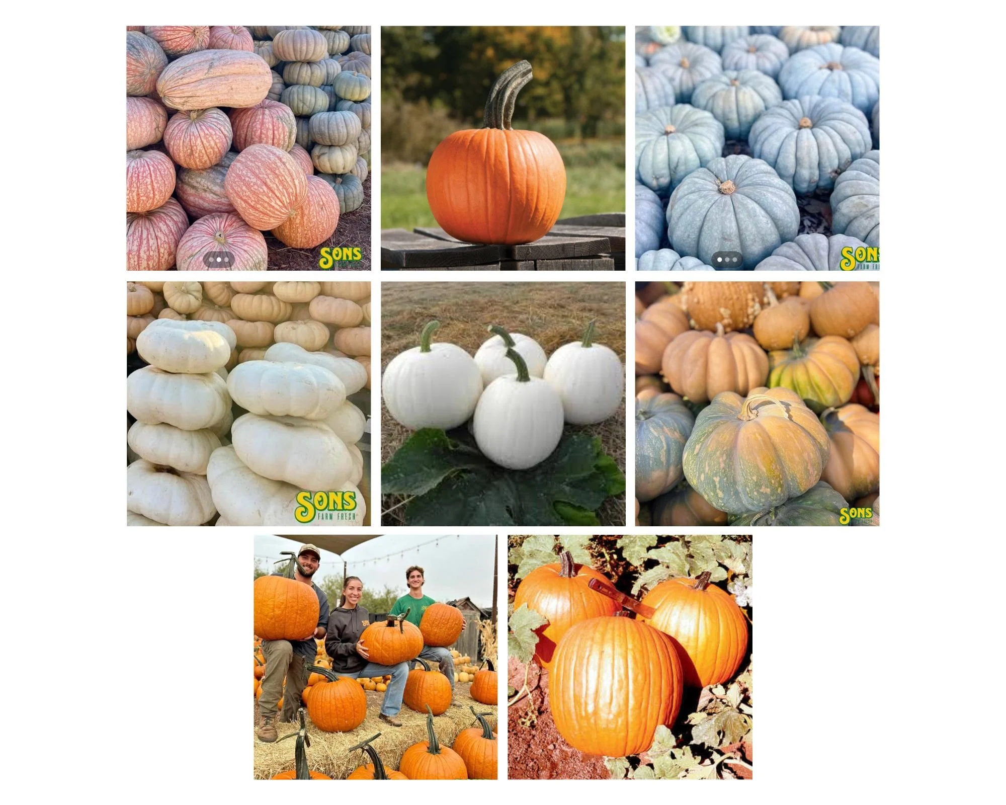 Pumpkins (5).jpg