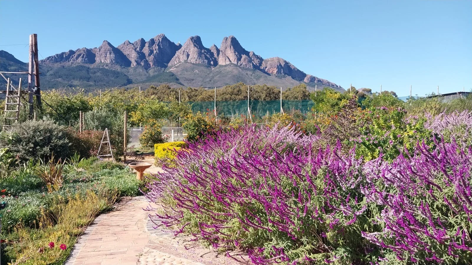 Flowers in the Berg