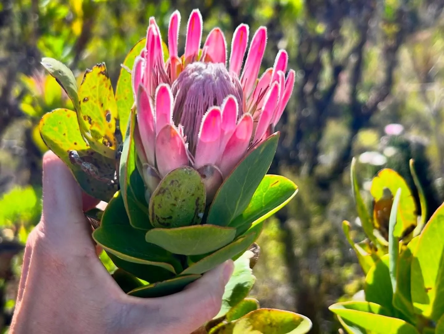 Protea flower in bloom