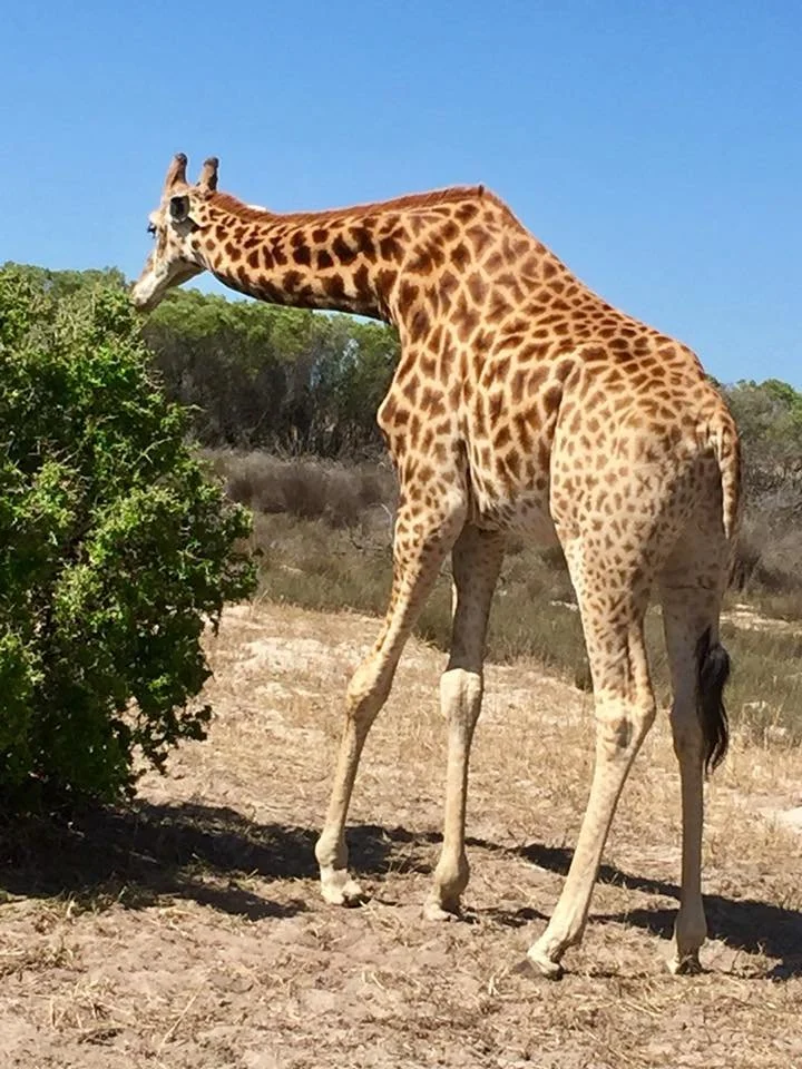 Giraffe grazing freely