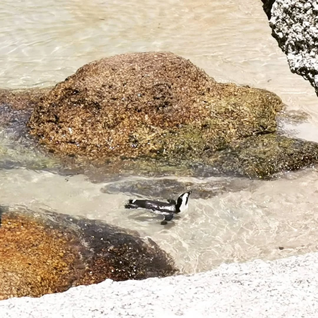 Penguin swimming