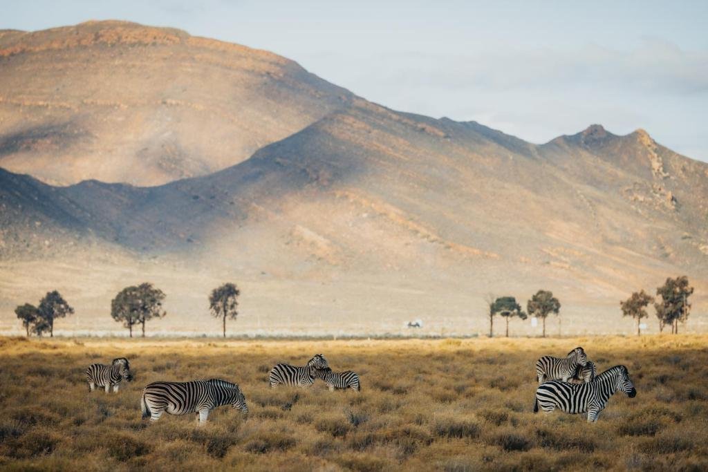 A group of zebras grazing in a grassy plain with mountains in the background.