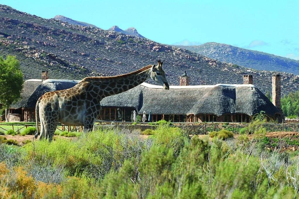 A giraffe standing in front of a thatched-roof building with a mountainous background.