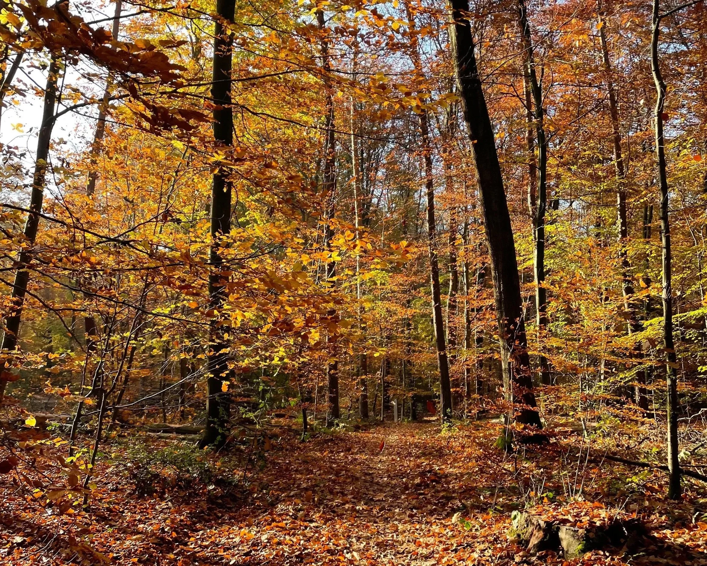 Hoe Ayurveda mij de herfst door helpt