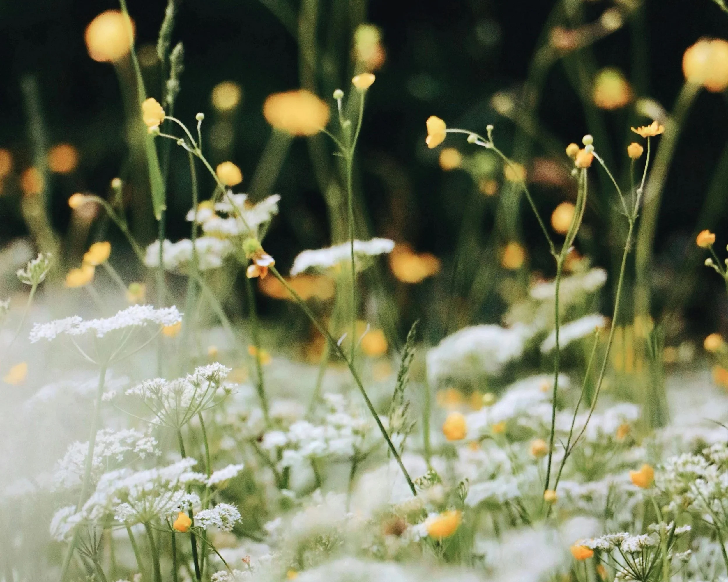 Wat is orthomoleculaire therapie?