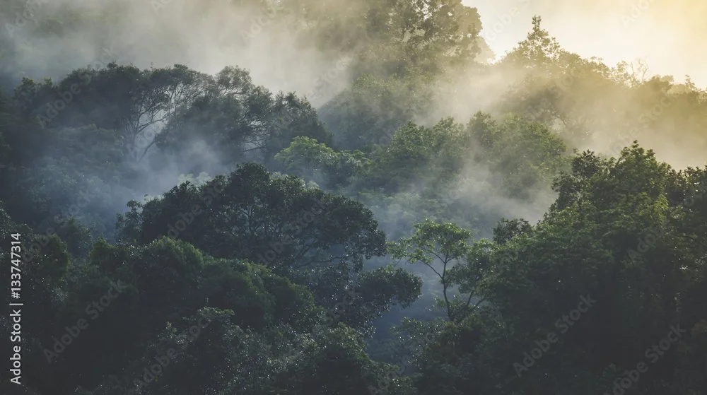 Forêt dense avec brume et lumière douce crépusculaire