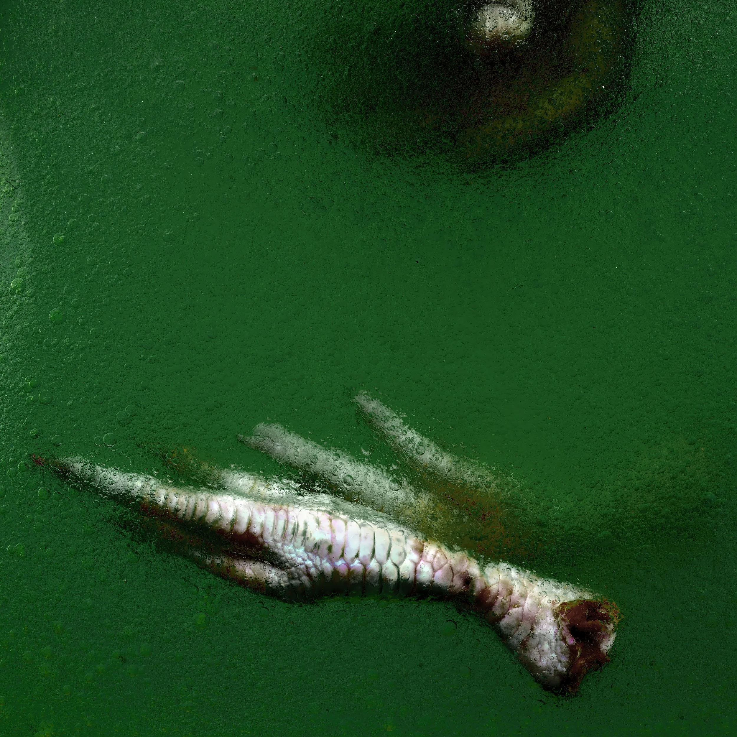 A close-up of a green beverage with a fish-shaped ice cube and bubbles.