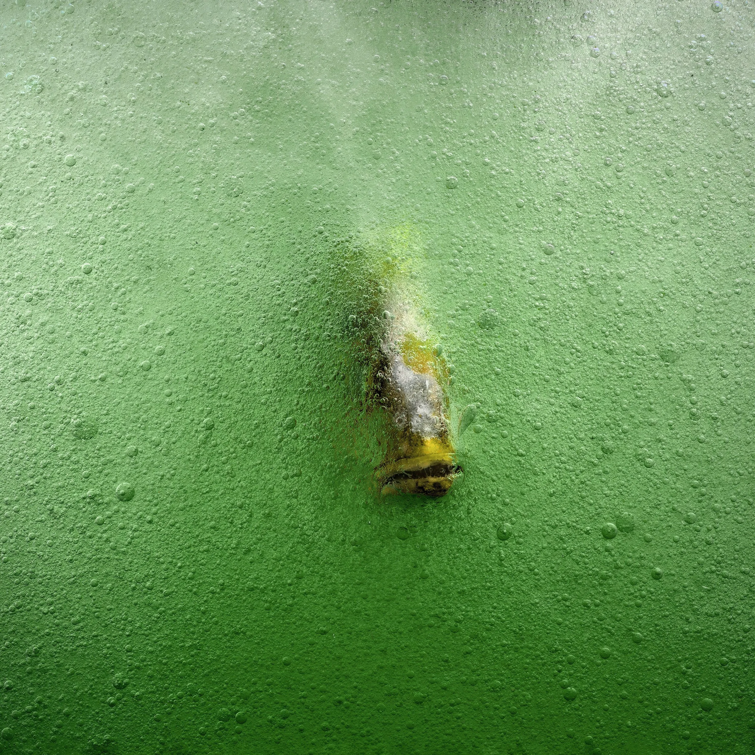 A fish underwater against a green surface with bubbles.