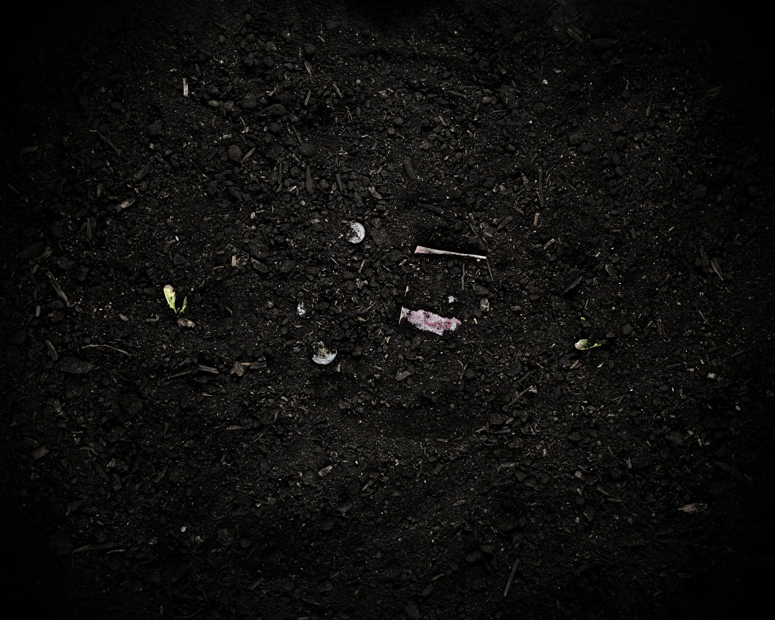 Dark soil with small green plant sprouts and scattered debris.