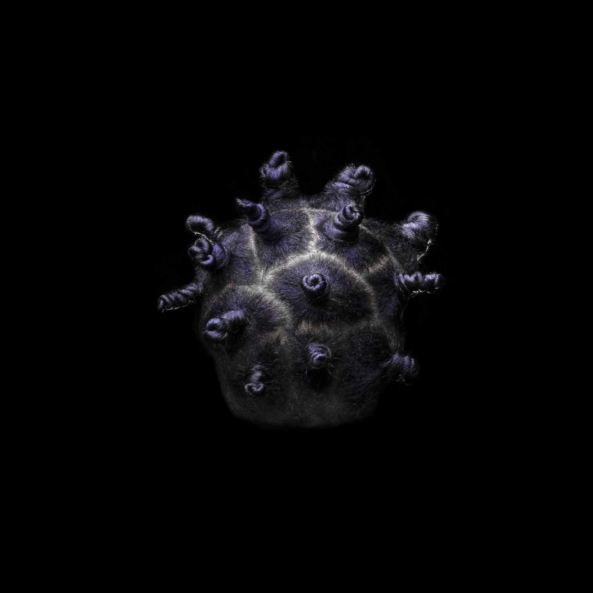 Close-up of a Bantu Knot hairstyle  on a black background.