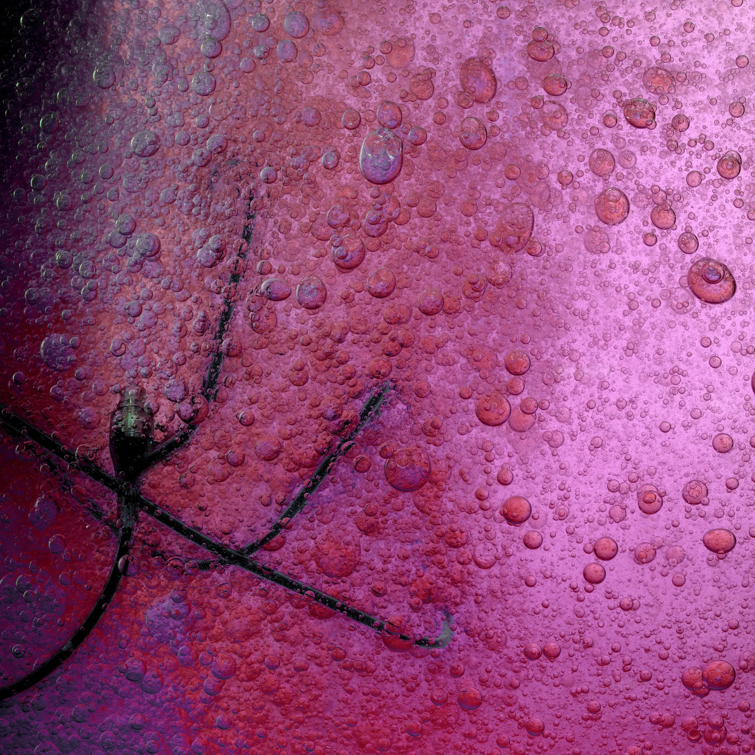 Close-up of pink flower with dew drops and dark branches.