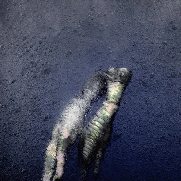 A small crab on a wet, dark sandy beach.